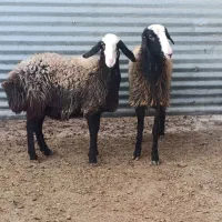 گوسفند.شیشک و تخلی نژاد شال آبستن