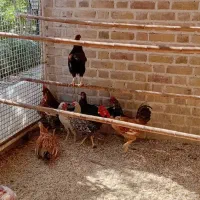 فروش ۱۰عدد خروس بالغ