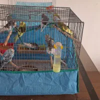 فروش مرغ عشق ماده|پرنده|املش, |دیوار