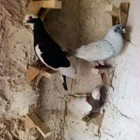 پلاکی عطیقهه