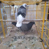 کفتر شازده