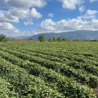 نهال توت فرنگی|خدمات باغبانی و درختکاری|دلند, |دیوار