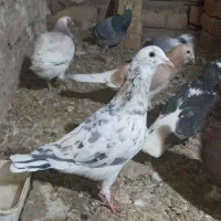 سار هفت رنگ و سار سبز .|پرنده|تایباد, |دیوار