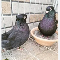 جفت زاغ کلاهی نر وماده با یک زاغ ماده