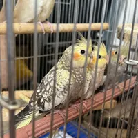 سه عدد عروس هلندی