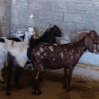 بز پاکستانی|حیوانات مزرعه|خرم‌آباد, |دیوار
