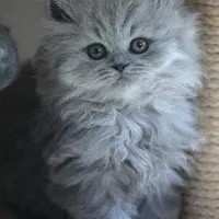 (بلو) مو بلند ماده بچه گربه