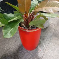 گل گیاه آموزش و نگهداری گلهای آپارتمانی