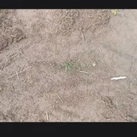 کارگر وجین آلا بااکیپ  درخدمتم