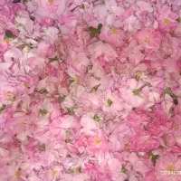 فروش گل و غنچه محمدی عطری