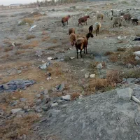 میش زایده ابستن