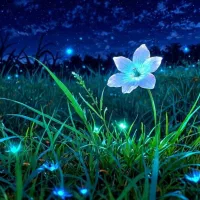 گل‌های زیبای من