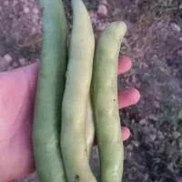 فروش ۳ تن باقلا رقم هیستال و برکت|خوردنی و آشامیدنی|داراب, |دیوار