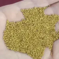 بذر یونجه رینجر