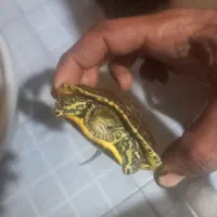 عروسک