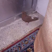 سرخ دم سفید|پرنده|مبارکه, |دیوار