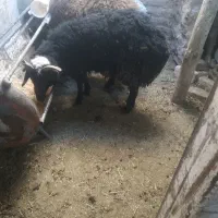 بره نر چهار شاخ