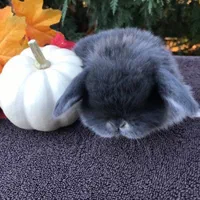 دهکده‌خرگوش سزار لوپ ترکیشی مینیاتوری شناسنامه دار