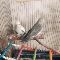 انواع عروس هلندی مولد دست آموز تکی جفتی|پرنده|نقده, |دیوار