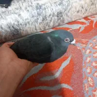 بندر امام خمینی