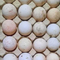 تخم بوقلمون