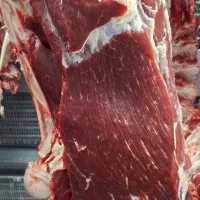 گوشت گوساله تازه