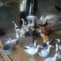 غاز و خروس و اردک