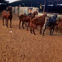 8راس بز جوان دورگ