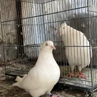 کبوتر چشم نوک سفید اصیل