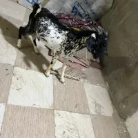 نری کوچک و بزرگ|حیوانات مزرعه|قشم, |دیوار