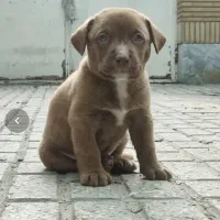 پیتبول تریر اصیل ۶۰ روزه