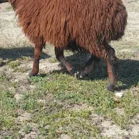 بره ماده|حیوانات مزرعه|مشهد, کلاته برفی|دیوار