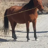 مادیون ۶الا۷ سال