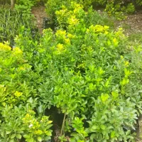 شمشاد طلایی سبز|خدمات باغبانی و درختکاری|کلاچای, |دیوار