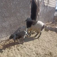 بره لتکی دم بزی|حیوانات مزرعه|بم, |دیوار