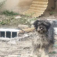 سگ پاکوتاه پشمالو
