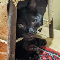 گربه مشکی گم شده
