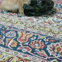 خرگوش خارجی|موش و خرگوش|نورآباد ممسنی, |دیوار