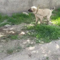 سگ دورگه سراب و کمال
