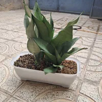 گل سانسور ی سبز مهتابی آپارتمانی