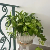 فروش گل آپارتمانی با گلدان