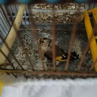 سهره جوجه سال حلقه پا بسیار شرور|پرنده|مهاباد (آذربایجان غربی), |دیوار