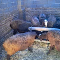 میش بره|حیوانات مزرعه|هشتگرد, خور|دیوار