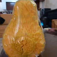 کدو آماده طراحی شده یلدایی