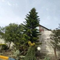 کاج مطبق بزرگ