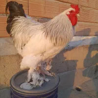 فروش تک خروس برهما لایت وارداتی|حیوانات مزرعه|گنبد کاووس, |دیوار