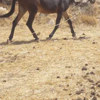 فروش قاطر۷سال زمانت بار سواری نال