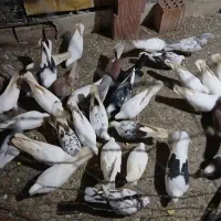 فروش کبوتر همه نوع|پرنده|چالوس, |دیوار