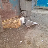 طوقی پشت|پرنده|شیروان (خراسان), |دیوار