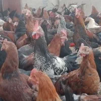 خروس چاق|حیوانات مزرعه|کمیجان, |دیوار